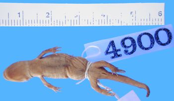 Media type: image; Herpetology A-4900